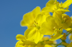 青空と菜の花