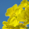 青空と菜の花