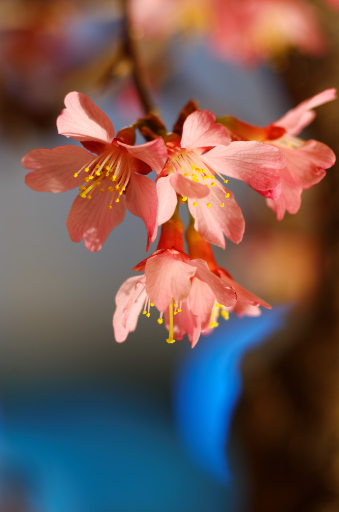 おかめ桜