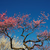 紅白