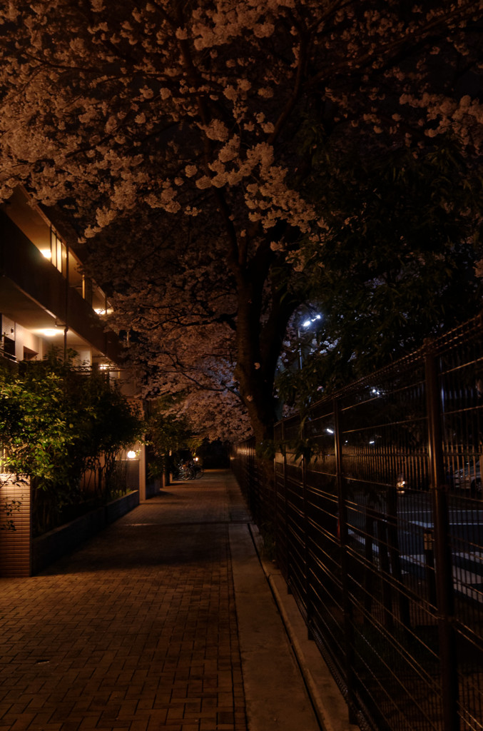 夜桜　広角