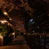 夜桜　広角