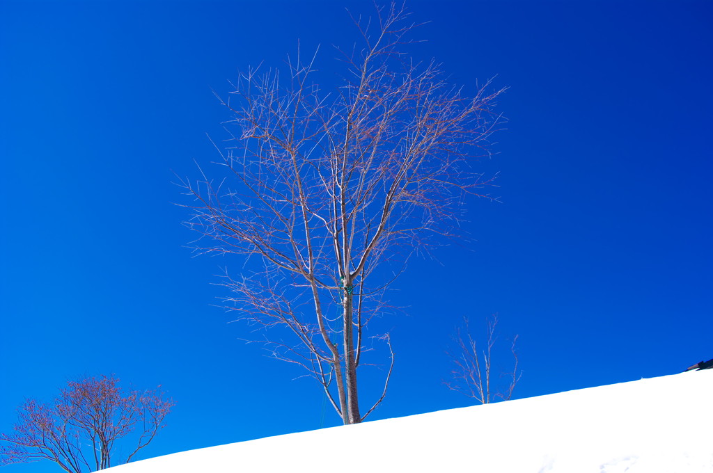 青空と雪