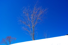 青空と雪