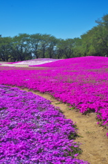 織りなす芝桜