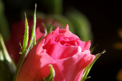 マクロデビュー2