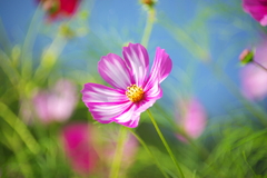 飴のようなコスモス