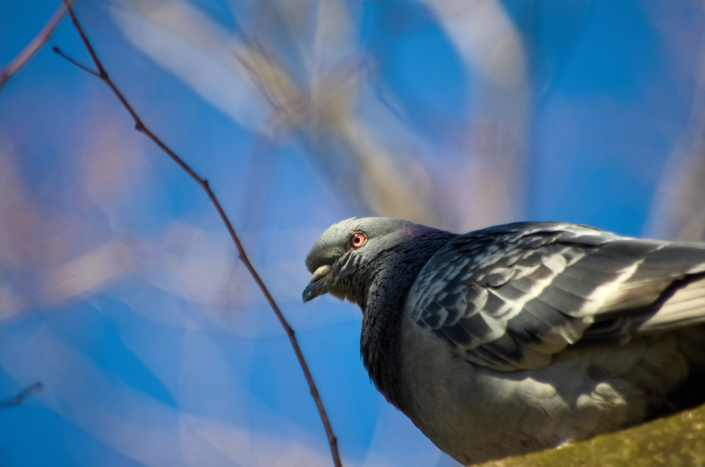 鳩に野性を感じた！