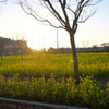菜の花と朝日