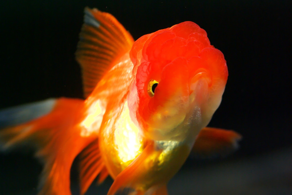 金色金魚