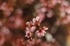 家でお花見