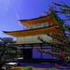 久しぶりの金閣寺