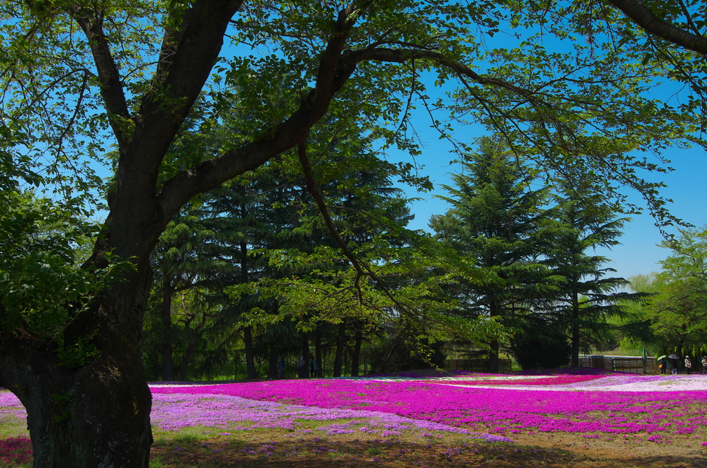 芝桜を背景に-4