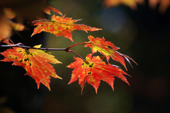 紅葉