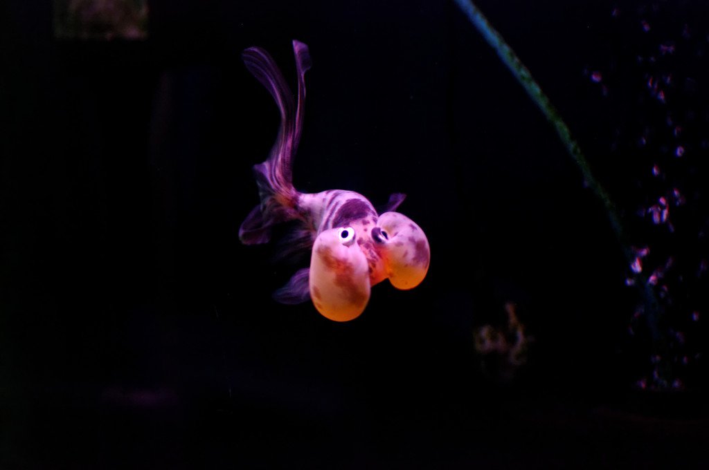 ひょっとこ