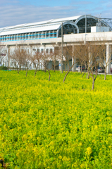 菜の花と駅