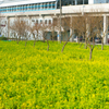 菜の花と駅