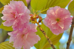 近所の八重桜