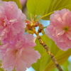 近所の八重桜