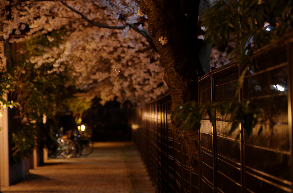 夜桜　タムキュー