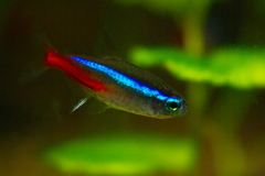 ネオンテトラ　2