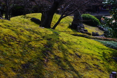 moss