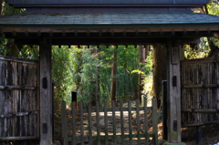 光る竹林