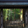 光る竹林