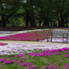 芝桜とベンチ