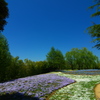 青の芝桜