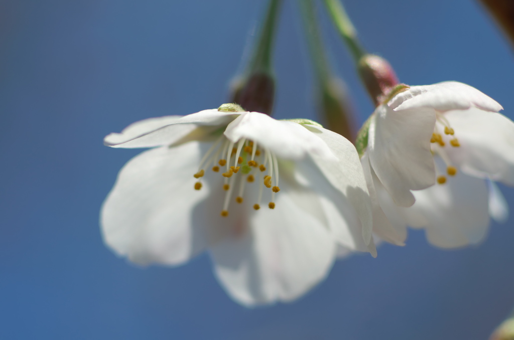 桜咲き始め