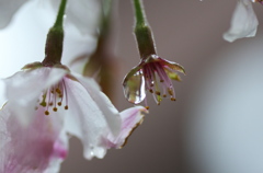 雨と力尽きた桜