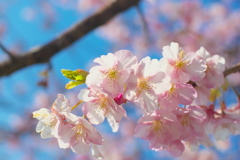 河津桜