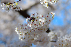 2014満開の桜