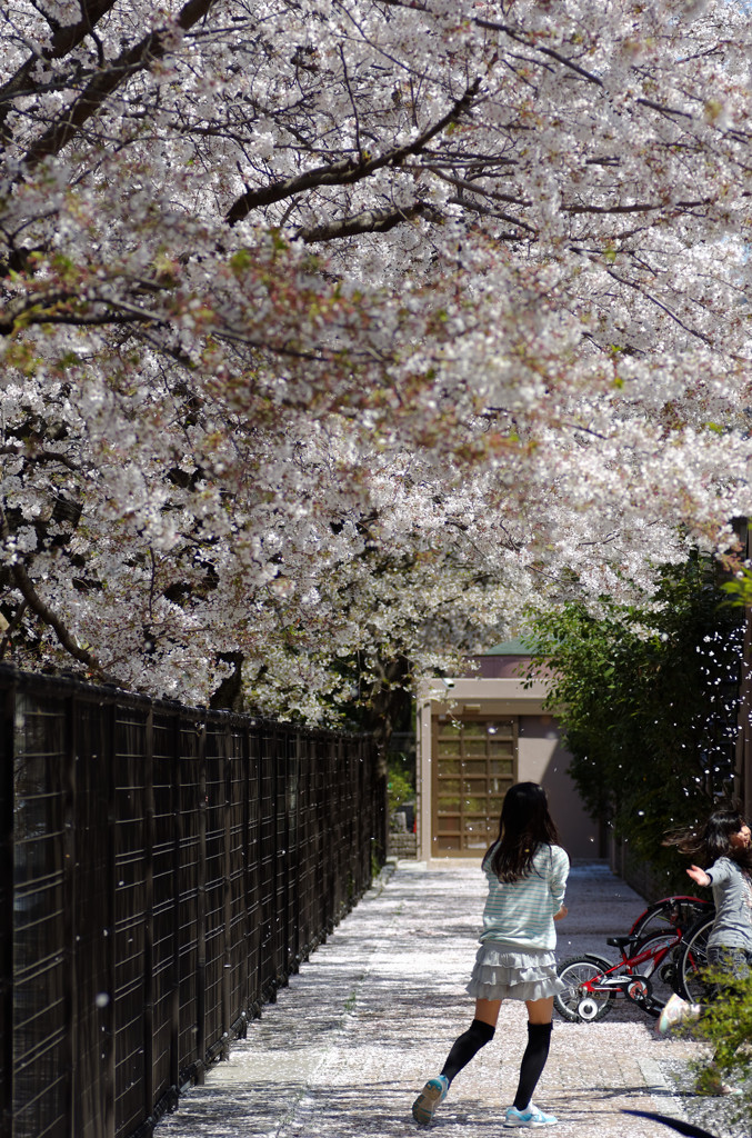 散りゆく桜に戯れる