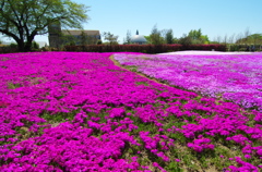 憧れの芝桜