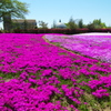 憧れの芝桜