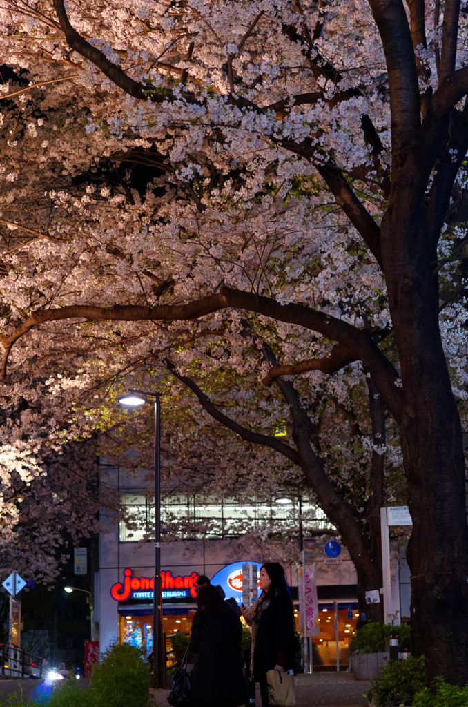 降るような桜