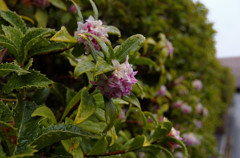 雨の沈丁花