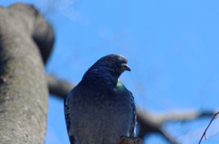 ハンサム鳩