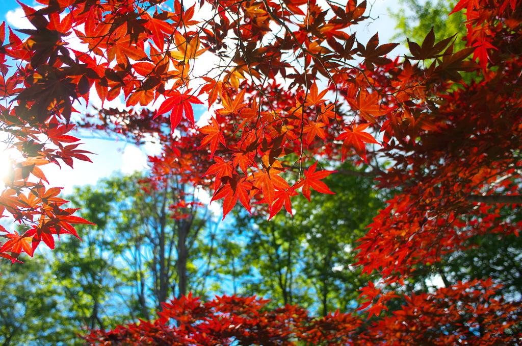 夏の紅葉