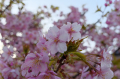 葉桜