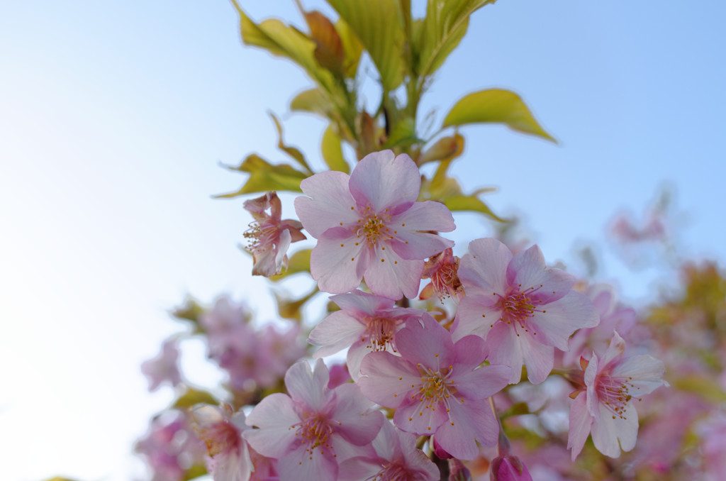 葉桜と空