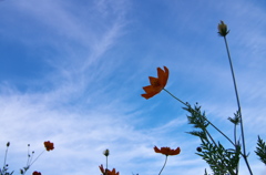 仰いだ空