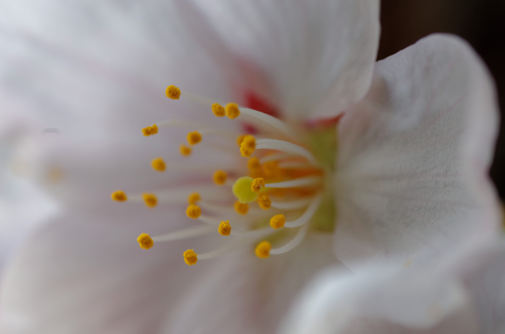 とろとろ桜