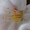とろとろ桜