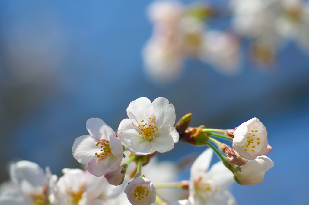 家の周りの桜