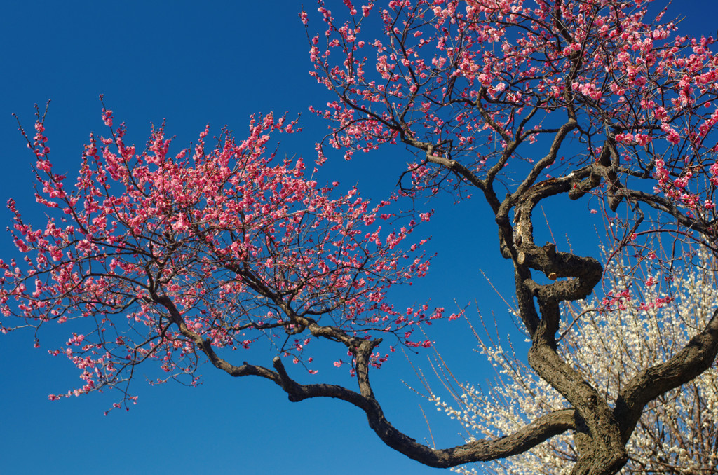 紅梅　白梅！