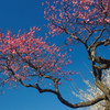 紅梅　白梅！