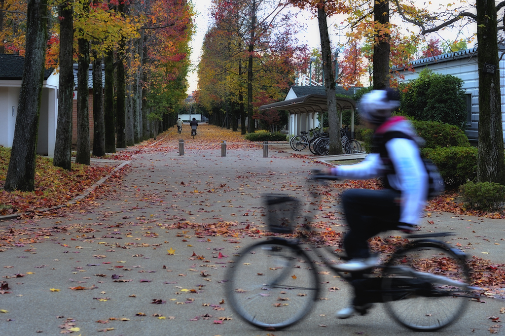 Wind and Leaf